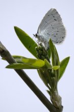 P1080194_2013-04-27_Faulbaum-Bläuling_Celestrina-argiolus_HGT.jpg