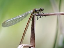 IQ3M0037_2013-05-26_Fruehe-Adonis-beim-trocknen_HGT.JPG