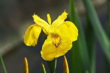 iris01.JPG