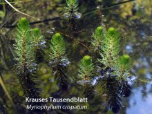 K1024_Myriophyllum crispatum.JPG