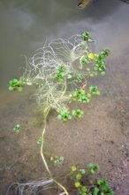 Auch Ihr scheint unser Teich zu behagen ( Wurzelgeflecht innert 14 Tagen ).jpg