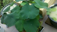 nelumbo nucifera.jpg