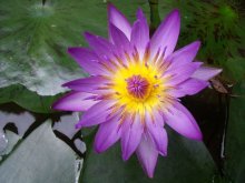 Nymphaea Capensis Blue_201209_02.JPG