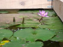 Nymphaea Capensis Blue_201209_01.JPG