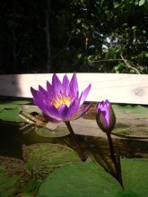 Nymphaea Capensis Blue_201209_04.JPG