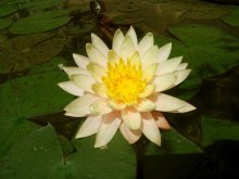 Nymphaea 'Unknown'_201306_01.jpg