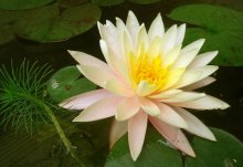 Nymphaea 'Unknown'_201306_03.jpg