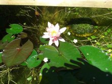 Nymphaea 'Meck-Pomm'_201305_01.jpg