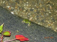 Frosch und Teich 019.jpg