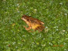 Frosch und Teich 027.jpg