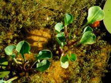 DSCF2969 Froschlöffel + Crassula helmsii.jpg