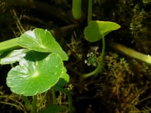 DSCF2965 Hydrocotyle bonariensis mit Blüte.JPG