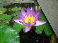 Nymphaea Capensis Blue_20130729_01.jpg