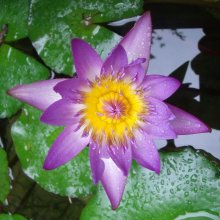 Nymphaea Capensis Blue_20130729_02.jpg