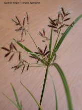 K800_Cyperus longus Kopie.JPG