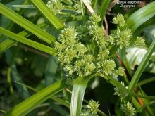 K800_Cyperus eragrostis Kopie.JPG