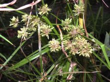 K800_Cyperus eragrostis,.JPG