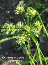 K800_Cyperus eragrostis;.JPG