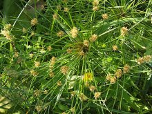 K800_Cyperus papyrus,.JPG