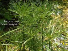 K800_Cyperus papyrus.JPG