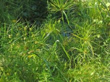 K800_Cyperus papyrus;.JPG