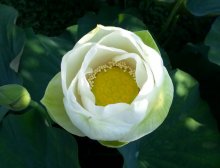 Nelumbo Rhin Nyoren1 20130812 klein.jpg