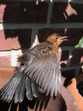 1. Amsel 2010 006.jpg