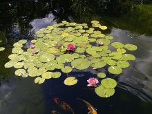 teich im August 2013 009.jpg