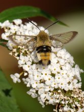 P1130122_2013-08-08_Skabiosenschwärmer_Hemaris-tityus_HGT.JPG