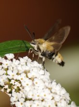 P1130127_2013-08-08_Skabiosenschwärmer_HGT.JPG