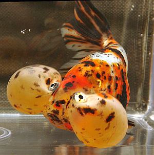 bubbleeye-goldfish.jpg