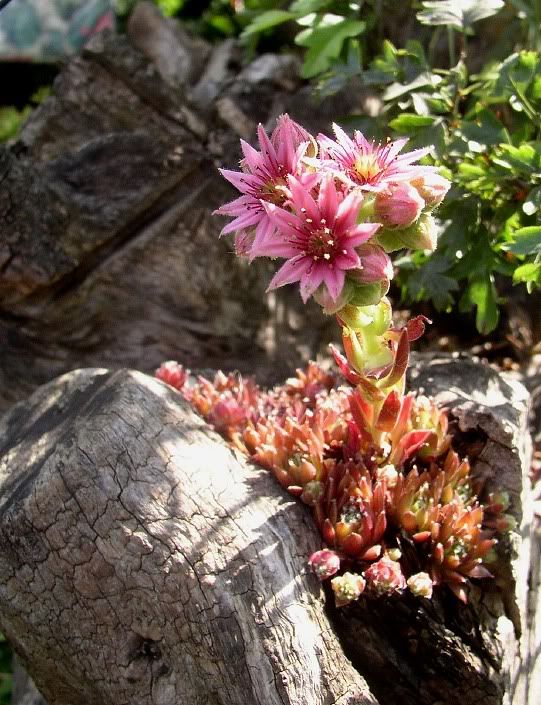 Sempervivumtectorum.jpg