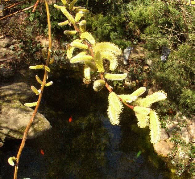 bienenweideteich.jpg